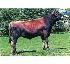 Raca: jersey (leite) rgd: 28032-b
